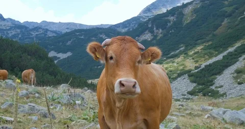 Cows in mountains Stock Footage 119954646