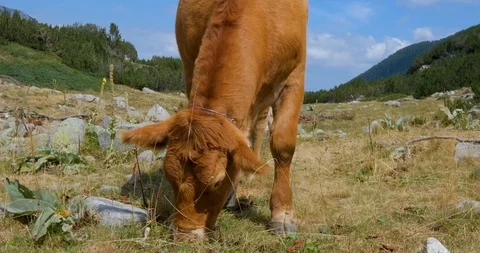 Cows in mountains Stock Footage 119954653
