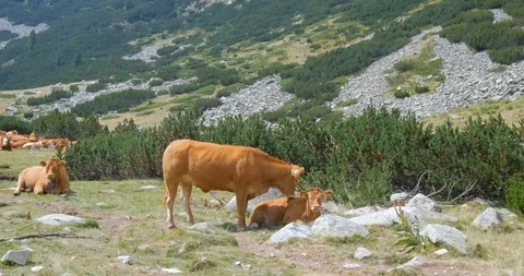 Cows in mountains Stock Footage 119954667