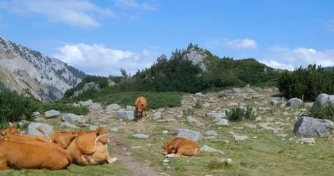 Cows in mountains Stock Footage 119954670