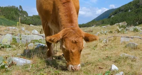 Cows in mountains Stock Footage 119954684