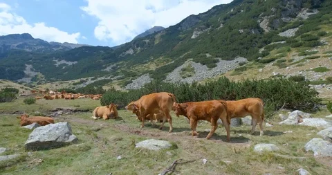 Cows in mountains Stock Footage 119954686