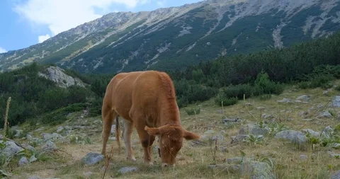 Cows in mountains Stock Footage 119954701