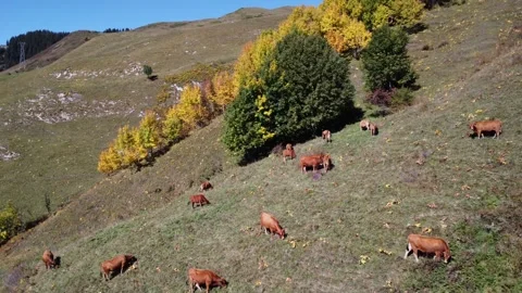 Cows in the mountains Stock Footage 290031655