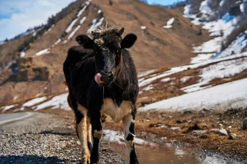 Cows in the mountains of Georgia. Animals graze along the road. Incredible mo Stock Photos