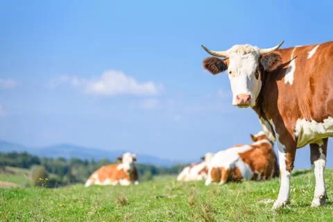 Cows on a mountains pasture Stock Photos