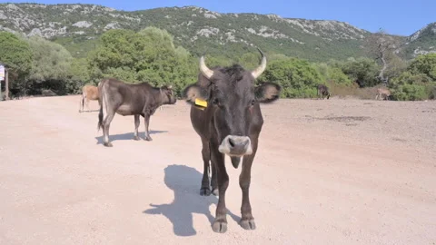 Cows in the mountains of Sardinia. Stock Footage 231509006