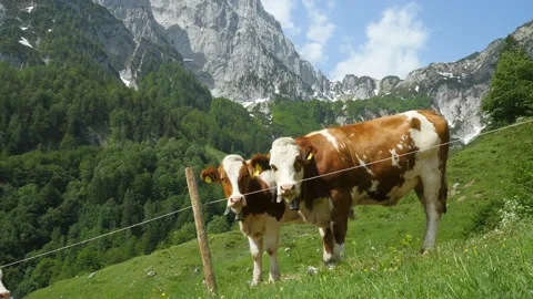 Cows in the mountains of Southern Germany Stock Footage 147128599