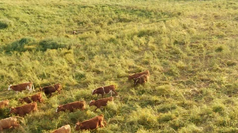 Cows in a move and grazing on the grassy hill. Stock Footage 129241956