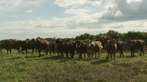 Cows move left Stock Footage 761379