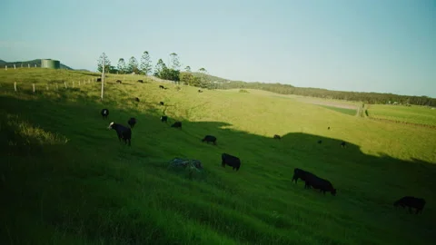 Cows moving across green grass fields on dairy farmland at sunset Stock Footage 152877187