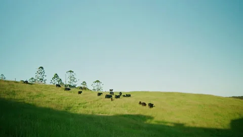 Cows moving across green grass fields on dairy farmland at sunset Stock Footage 152878604