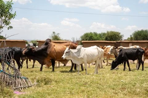 Cows moving in a herd Stock Photos