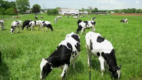 Cows Munching Grass in the Field. Stock Footage 133006757