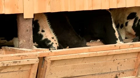 Cows munching hay Stock-Footage 70716853