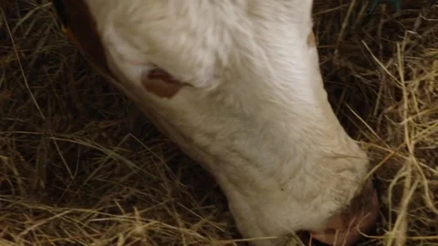 Cow's muzzle Close-up, bovine nose and mouth, livestock in meadow grazing Stock Footage 292619398