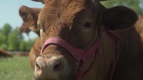 Cow's muzzle in close-up. The cow waves her ears away from annoying flies. Stock Footage 276267693