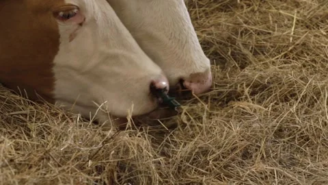 Cow's muzzle Close-up, farm animal eating grass, livestock in rural field Stock Footage 291407851