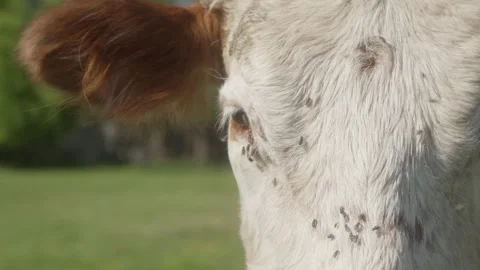 Cow's muzzle in close-up. Flies crawl over the cow's nose and get into her eyes. Stock Footage 276267684