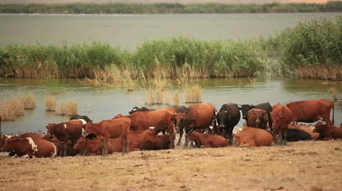 Cows Near The Lake Stock Footage 49425982