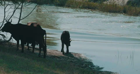 Cows near River Stock Footage 161914972