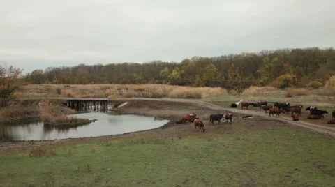 Cows near the river rural view Stock Footage 43399348