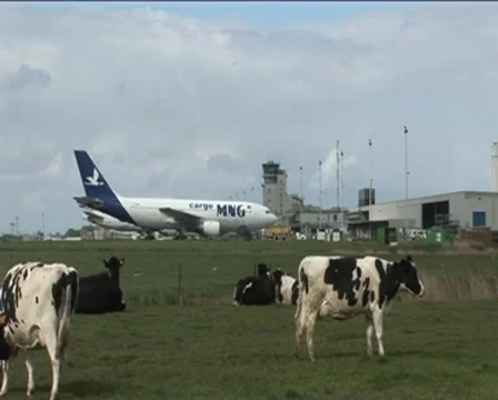 Cows next airport Stock Footage 7909588