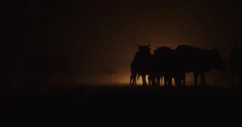 Cows at night in the light of headlights Video stock 232139249