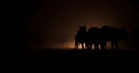 Cows at night in the light of headlights Stock Footage 232139613