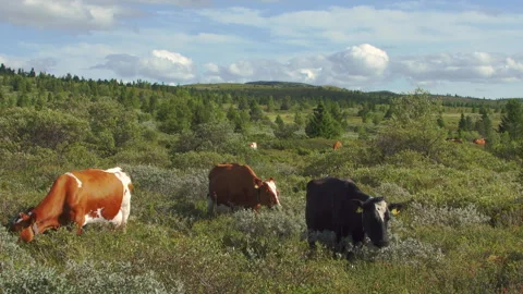 Cows  in norwegian landscape Video stock 243224232