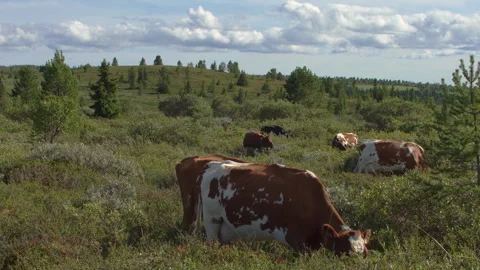 Cows in norwgian landscape Video stock 243224300