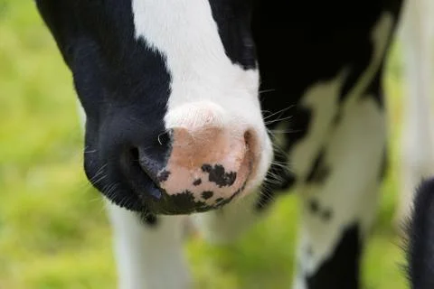 Cows nose closeup Stock Photos