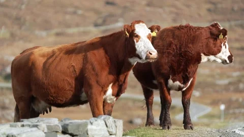 Cows observe their surroundings Stock Footage 332135121