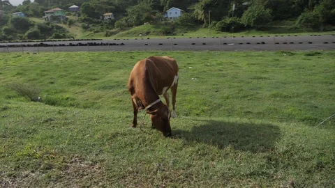 Cows on an old runway 動画素材 103275193