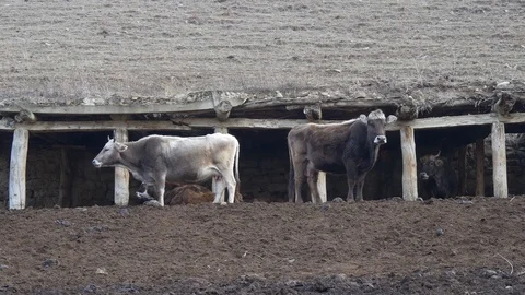Cows in the old stable in the mountains Stock Footage 87764402