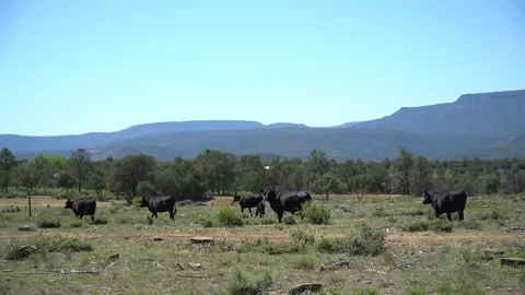 Cows In Open Dry Field Payson Arizona Stock Footage 131352250