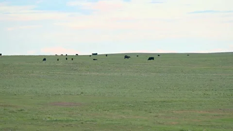 Cows in Open grass field Vídeos de archivo 156558353