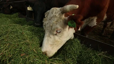 Cows in an open paddock Stock Footage 73560477
