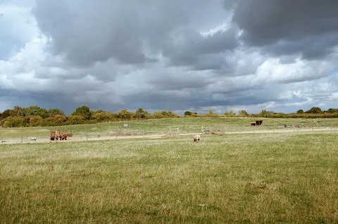 Cows in open pasture under dramatic sky. Stock Photos