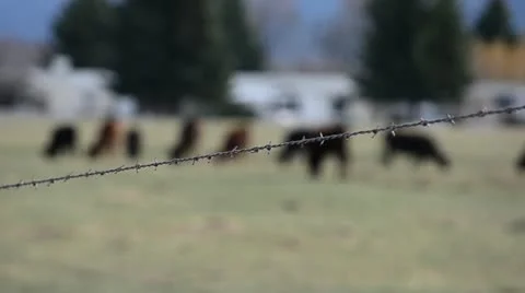 Cows out of focus 2 Stock Footage 10915932