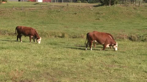 Cows out in the pasture (4 of 4) Stock Footage 10684910