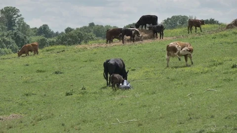 Cows Out Standing in the Field Funny Calf Fall Down Video stock 76376352