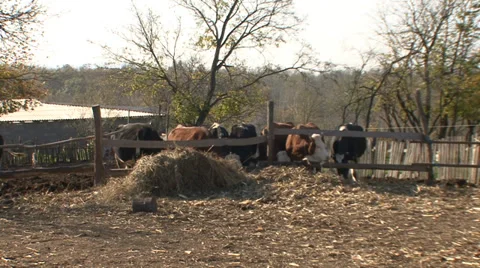 Cows in the outdoor barn Stock Footage 35702149
