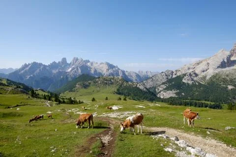 Cows over the mountain Foto stock