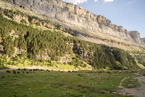 Cows pacing free in the valley of Ordesa National Park, Spanish, Pyrenees Stock Photos
