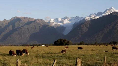 Cows on a paddock with a beautiful Fox Glacier background. 스톡 동영상 102868452