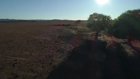 Cows in paddock drought 4k Stock Footage 331276599