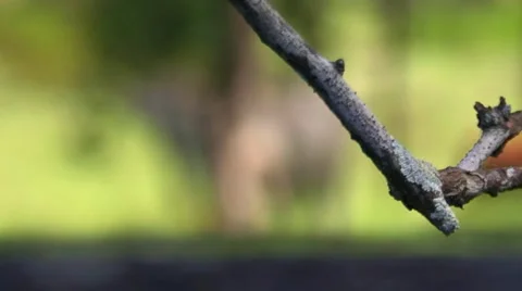 Cows in paddock 库存影片 1055182