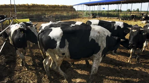 Cows in paddock Video stock 93136491