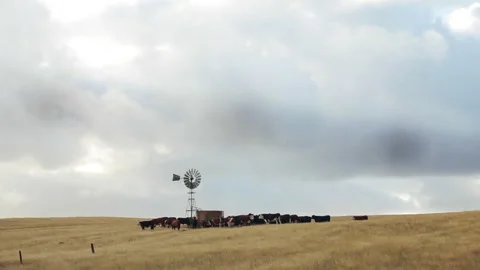 Cows in a paddock gather under a windmill Stock Footage 262293316